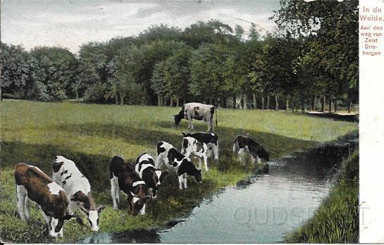 Driebergseweg0003, In de Weide langs de weg van Zeist naar Driebergen. 1908.jpg - In de Weide aan de weg naar Zeist – Driebergen. Tegenover De Breul staan de villa’s Noord-Bergh en Mariahof. Als die door de wandelaar in 1896 zijn gepasseerd, wordt de aandacht gevestigd op een weiland waar in die tijd een aanzienlijk aantal koeien graasde. Op zich is dat niets bijzonders, maar wel devermelding dat het allemaal ‘lakenvelders’ waren, een zwart runderras dat als het ware en ruim gevouwen laken over de rug draagt.  Een ras waarvan nog een afbeelding is te vinden in een van de oude Verkade’s albums: De Boerderij. Opname van 1900.